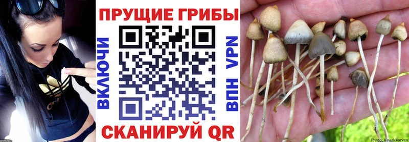 Псилоцибиновые грибы Psilocybine cubensis  Купить где  Белоозёрский 